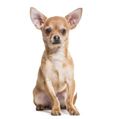 Chihuahua köpek, 6 ay yaşlı, beyaz arka planı oturan