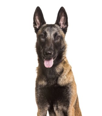 Malinois, 1 yaşında, beyaz arka planı oturan