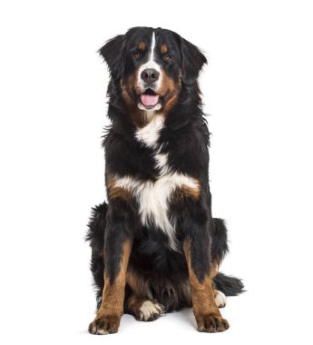 Bernese dağ köpeği, 10 ay yaşlı, beyaz arka plan üzerinde oturan