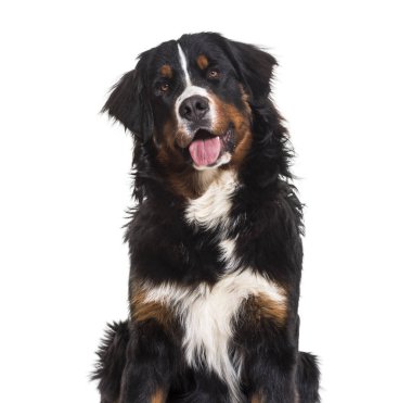 Bernese dağ köpeği, 10 ay yaşlı, beyaz arka plan üzerinde oturan