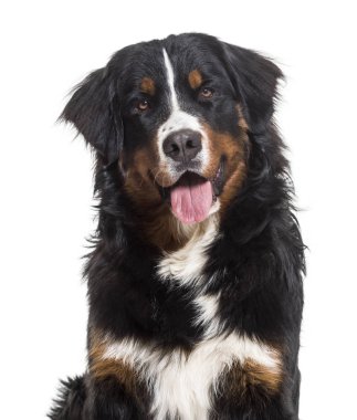 Bernese dağ köpeği, 10 ay yaşlı, beyaz arka plan üzerinde oturan