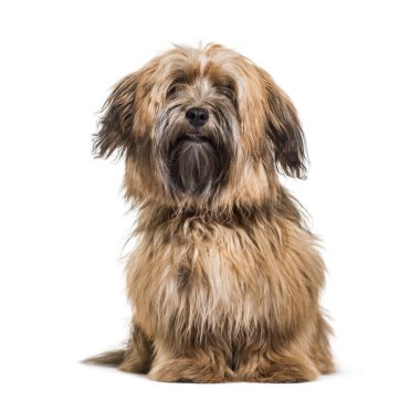 Havanese köpek, 8 ay yaşlı, beyaz arka planı oturan