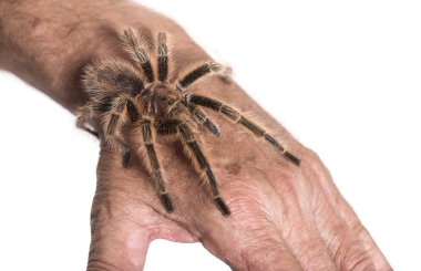 Tarantula kişi el Beyaz arka plan üzerinde