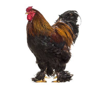 Brahma horoz, beyaz arka planı ayakta