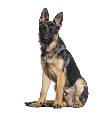 Kamera beyaz arka plan bakarak Alman çoban köpek