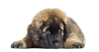 Beyaz arka plan üzerinde yalan Leonberger köpek yavrusu