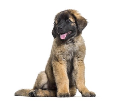 Oturma ve beyaz arka planı nefes nefese Leonberger köpek yavrusu
