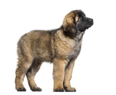Leonberger köpek yavrusu karşı beyaz arka planı arıyorum