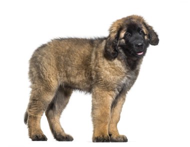 Leonberger köpek yavrusu ayakta beyaz bir arka plana dayanır