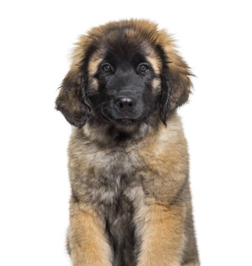 Leonberger köpek yavrusu portre beyaz arka plan