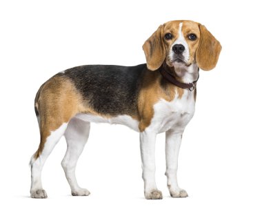 Beagle köpek ayakta beyaz bir arka plana dayanır