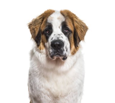 St.Bernard köpek portre beyaz arka plan