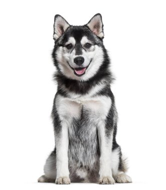 Beyaz arka plan üzerinde oturan Pomsky köpek