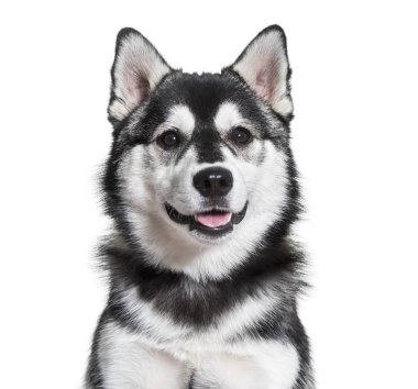 Pomsky köpek portre beyaz arka plan