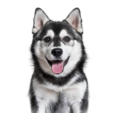 Beyaz arka planı nefes nefese Pomsky köpek