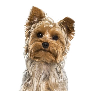 Yorkshire terrier köpek portre beyaz arka plan