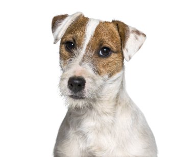 Jack Russell Terrier köpek portre beyaz arka plan