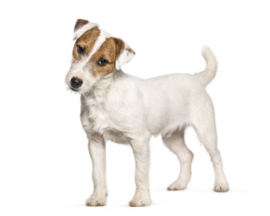 Jack Russell Terrier köpek yavrusu ayakta beyaz bir arka plana dayanır