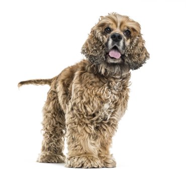 Beyaz arka planı nefes nefese kahverengi karışık-breed köpek