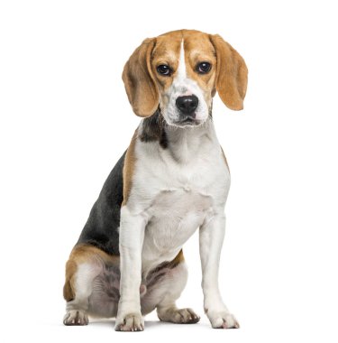 Beagle köpek portre beyaz arka plan