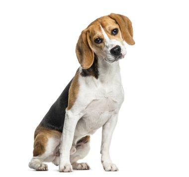 Beyaz arka plan üzerinde oturan beagle köpek