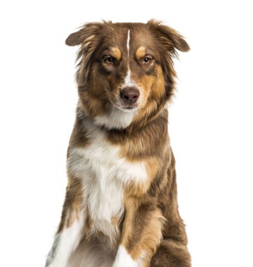 Avustralya çoban köpeği beyaz arka plan