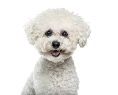Bichon Frise köpek portre beyaz arka plan
