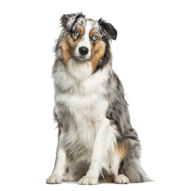 Beyaz arka plan üzerinde oturan Avustralya çoban köpeği
