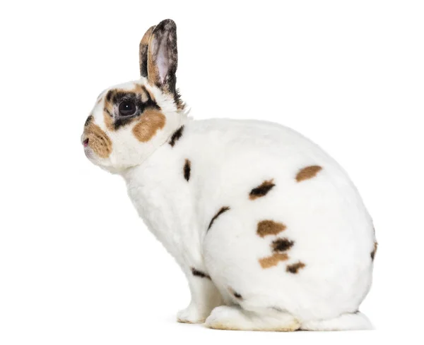 Rex Dalmatian Rabbit Sitting White Background — Stock Photo, Image