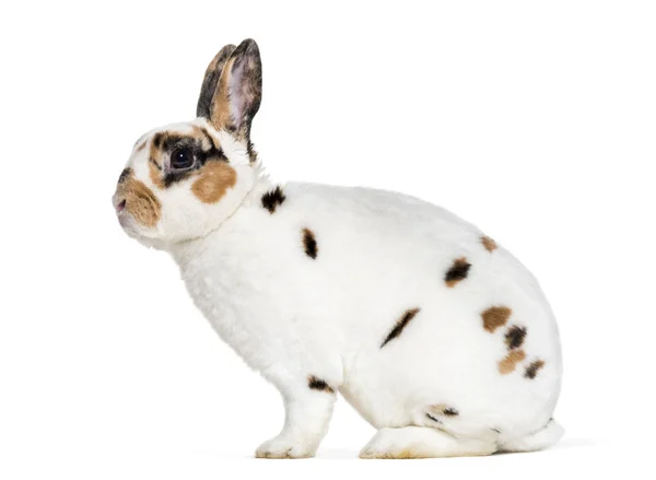 Rex Dalmatian Rabbit Sitting White Background — Stock Photo, Image