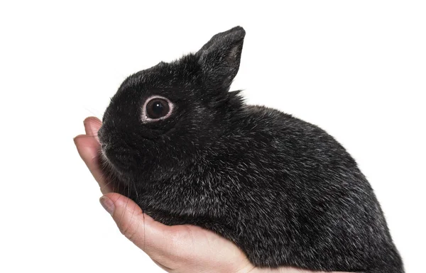 Dwarf Rabbit Held Hand White Background — Stock Photo, Image