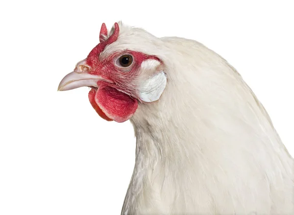 Kurczaka Fleche Białym Tle — Zdjęcie stockowe