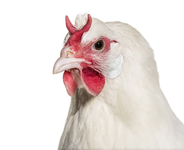 Fleche Chicken Vor Weißem Hintergrund — Stockfoto