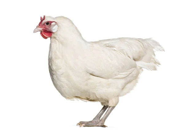 Fleche Chicken Standing White Background — Stock Photo, Image