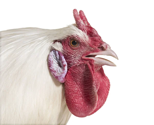 Κοτόπουλο Fleche Ενάντια Λευκό Φόντο — Φωτογραφία Αρχείου