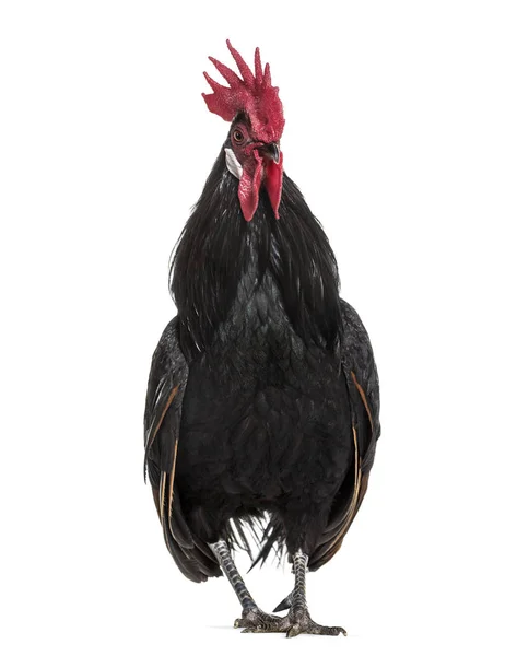 Bassette Liegeoise Breed Large Bantam Chicken Belgium Standing White Background — Stock Photo, Image