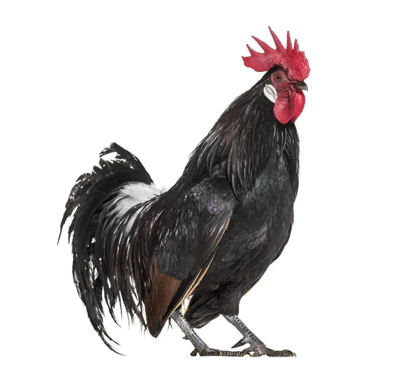 Bassette Liegeoise Eine Rasse Großer Bantam Hühner Aus Belgien Steht — Stockfoto