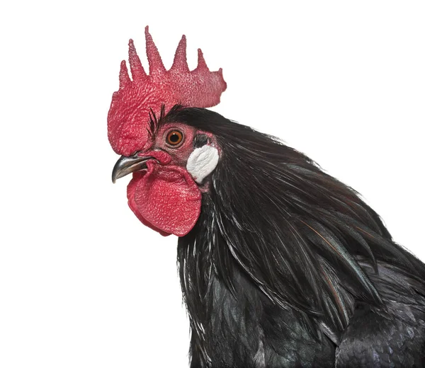 Bassette Liegeoise Breed Large Bantam Chicken Belgium Close White Background — Stock Photo, Image