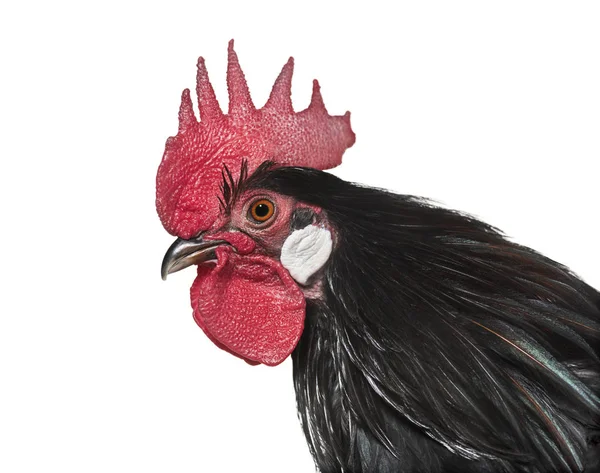 Bassette Liegeoise Breed Large Bantam Chicken Belgium Close White Background — Stock Photo, Image