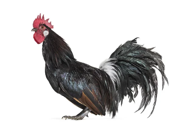 Bassette Liegeoise Eine Rasse Großer Bantam Hühner Aus Belgien Steht — Stockfoto