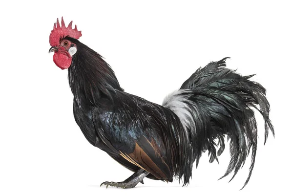 Bassette Liegeoise ベルギー 白い背景に 立っているから大きなバンタム鶏の品種 — ストック写真