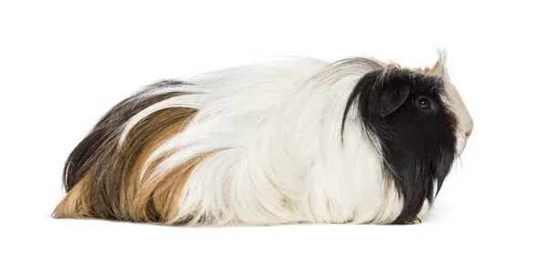 Coronet Cavy Guinea Pig White Background — Stock Photo, Image