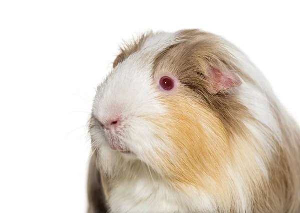 Coronet Cavy Cavia Tegen Witte Achtergrond — Stockfoto