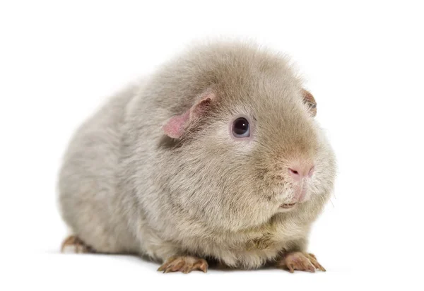 泰迪豚鼠 对白色背景 — 图库照片
