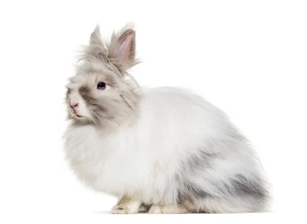 Ангорский Кролик Сидя Белом Фоне — стоковое фото