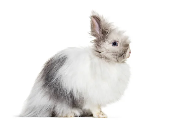 Ангорский Кролик Сидя Белом Фоне — стоковое фото