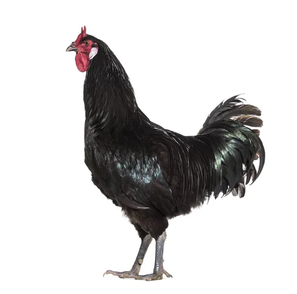 Fleche Chicken Standing White Background — Stock Photo, Image