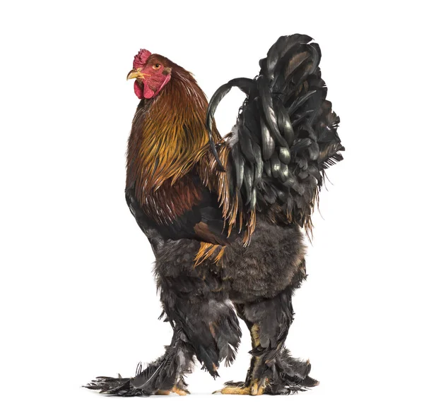 Coq Brahma Debout Sur Fond Blanc — Photo