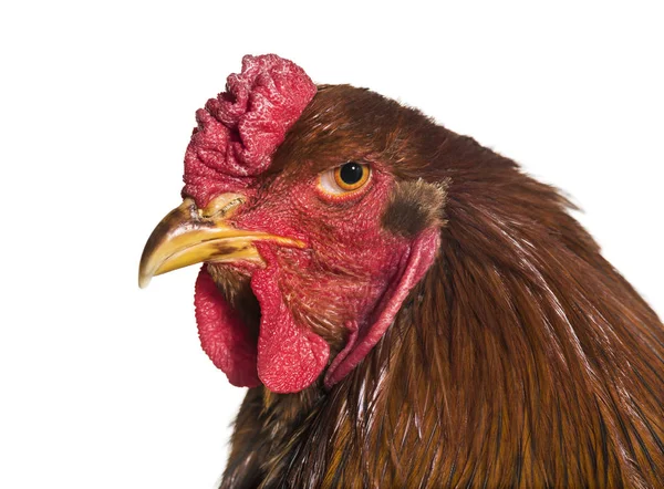 Brahma Rooster Close White Background — Stock Photo, Image