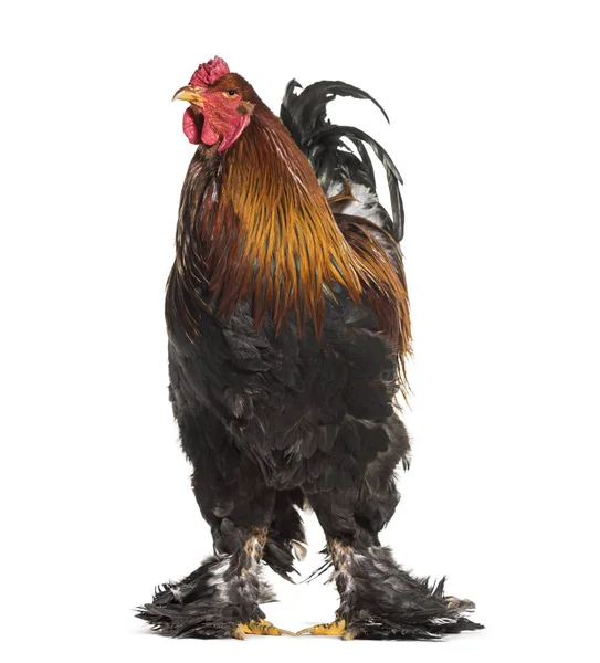 Brahma Rooster Standing White Background — Stock Photo, Image